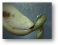 Фотографии семян фасоли и боба, сделанные с помощью  цифрового микроскопа 